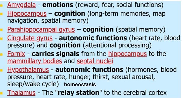 <p>-under cerebrum</p>