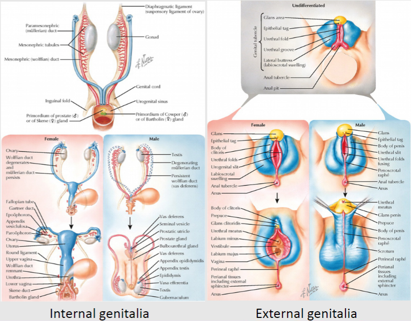 <p>The paramesonephric (Mullerian) ducts develop into the uterine tube, uterus, cervix, and upper vagina.</p>