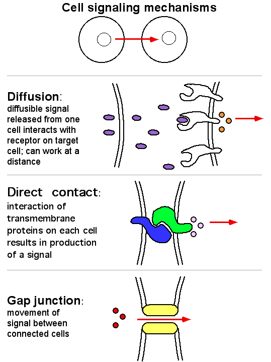 <p>Inductive Signals</p><p>-Involves signals from neighbouring cells influencing the development of another group of cells</p>