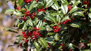 <p><em>Ilex opaca</em></p><p><em>Simple/Alternate</em></p><p><em>Evergreen</em></p>