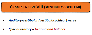 <p><strong>Special sensory:</strong> Responsible for <strong>hearing</strong> and <strong>balance</strong>.</p>