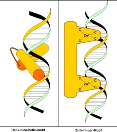 <p>✿The DNA binding region consists of 2 zinc fingers.</p><p>✿These zinc fingers can slot into the helix of the DNA.</p>