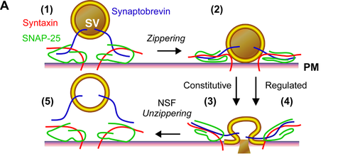 <p>The primary role of SNARE proteins is to mediate the fusion of vesicles with the target membrane; this notably mediates exocytosis, but can also mediate the fusion of vesicles with membrane-bound compartments (such as a lysosome).</p>