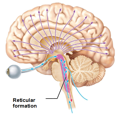 <p>What is the reticular formation? What does it do?</p>