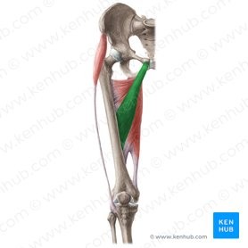 <p>AFF</p><p>Anterior pubic bone</p><p>Femur</p><p>Flexes and adducts femur</p><p>Inner thigh</p>