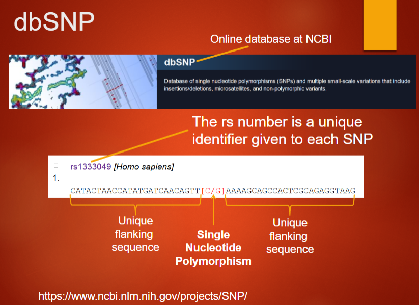 <p>Provides a unique identifier (rs number) for each SNP</p><p>Stores information about SNPs and their associated variations</p><p>Includes flanking sequence data for each SNP</p><p>Maintained by NCBI (National Center for Biotechnology Information)</p>