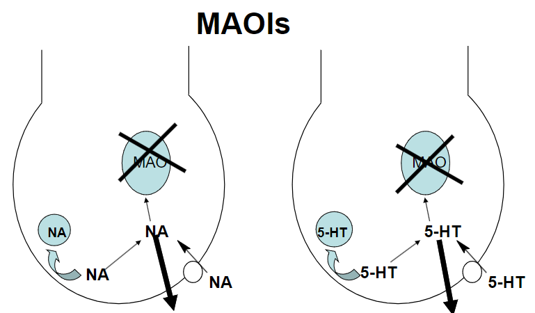 <p><strong>Increase [NA/5-HT] in cytoplasm:</strong> MAOIs prevent the breakdown of norepinephrine (NA) and serotonin (5-HT), increasing their concentration in the cytoplasm.</p><p><strong>Increase leakage of amines:</strong> Elevated cytoplasmic concentrations lead to more amine release.</p><p><strong>Increase [NA/5-HT] in synaptic cleft:</strong> The increased amine release results in higher levels of NA and 5-HT in the synaptic cleft, enhancing neurotransmission.</p>