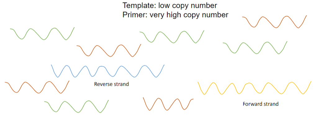 <p><strong>Answer:</strong> The difference between the annealing of primers and renaturation during PCR is that:</p><p><strong>Competitive Process:</strong> Annealing of the primers and renaturation of the template are competitive processes, with primers present in very high copy numbers while templates are present in low copy numbers.</p><p><strong>Preferential Annealing:</strong> The annealing of the primer occurs preferentially to renaturation because of the higher concentration of primers, which increases the likelihood of primer binding to the template.</p><p><strong>Favourable Kinetics:</strong> This preference is driven by favourable kinetics, as the vast excess of the primer facilitates its rapid binding to the template over the slower renaturation of the template strands.</p>