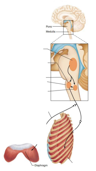 <p><strong>Role of CNS in respiration</strong></p><p></p><p>____________ ____________ ____________</p><p>___________ __________</p><p>Impulses travel along ________ and _________ nerves to excite ________________ and ___________ ___________ muscles</p>