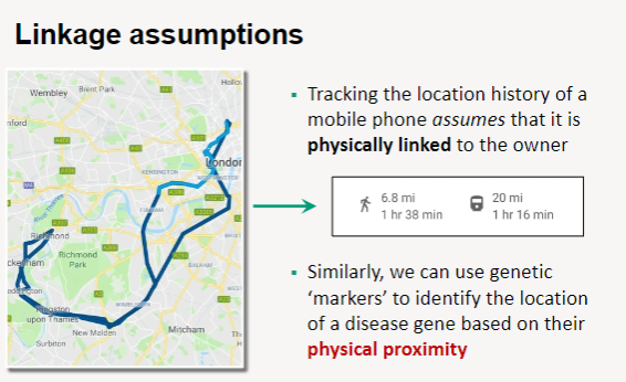 <p><strong>Physical Linkage</strong>: Linkage analysis assumes that genetic markers are physically linked to each other, similar to how a mobile phone is linked to its owner.</p><p><strong>Tracking Location</strong>: Just as the location history of a mobile phone can be tracked based on its connection to the owner, genetic markers can track the location of a disease gene.</p><p><strong>Proximity Utilization</strong>: By using genetic markers that are in close physical proximity to a disease gene, researchers can identify and map the gene's location within the genome.</p>