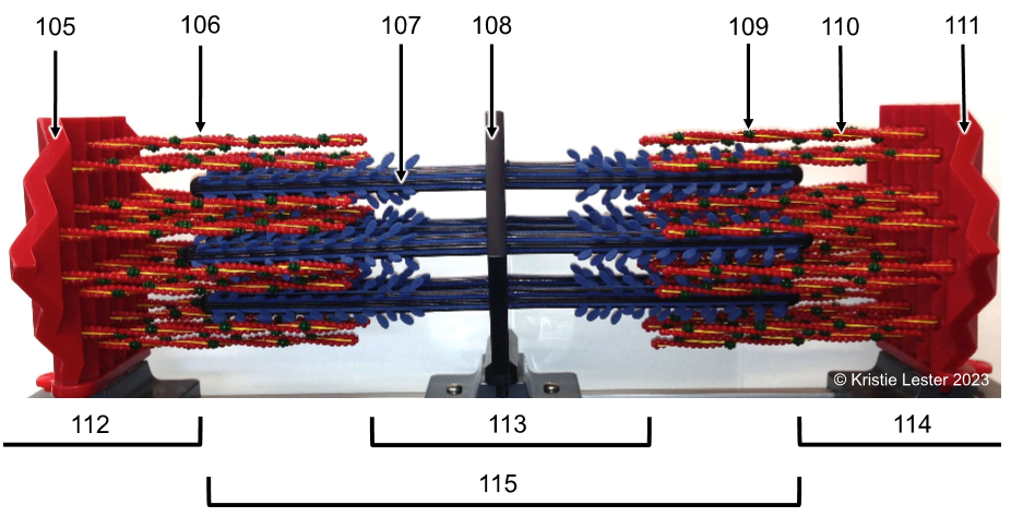 <p>What proteins make up the thin vs. thick filaments of the model?</p>