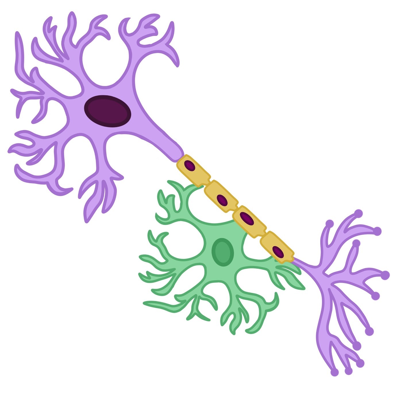 <p>Neurons &amp; Glial Cells</p>