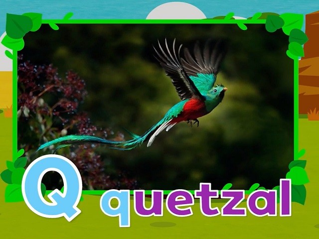 <p>quetzal</p>