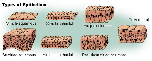 <p>The nasal vestibule is lined by stratified squamous epithelium.</p>