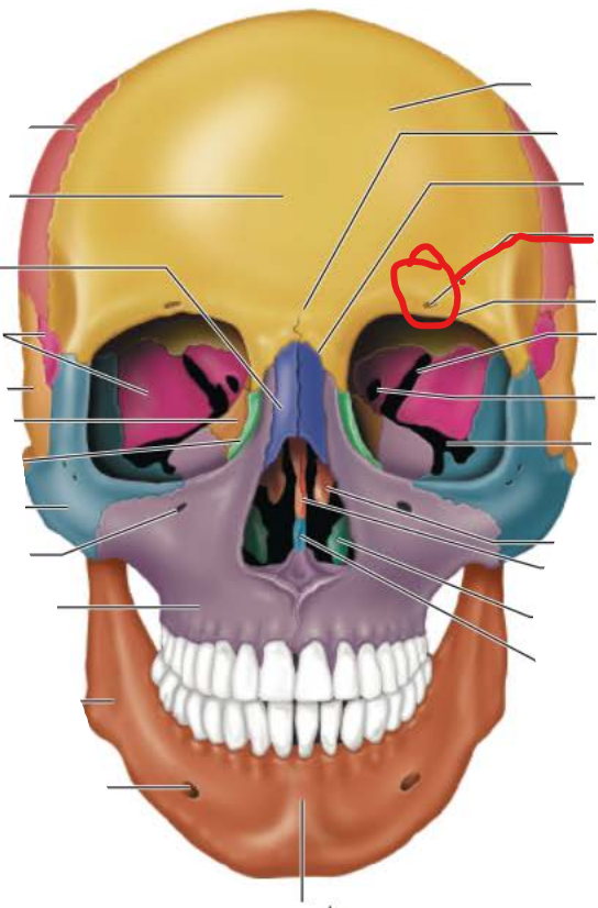 <p>supraorbital foramen</p>