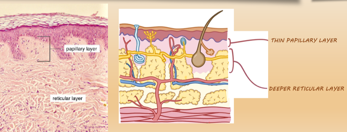 <p>What is the dermis, and what is it made of? (3)</p>