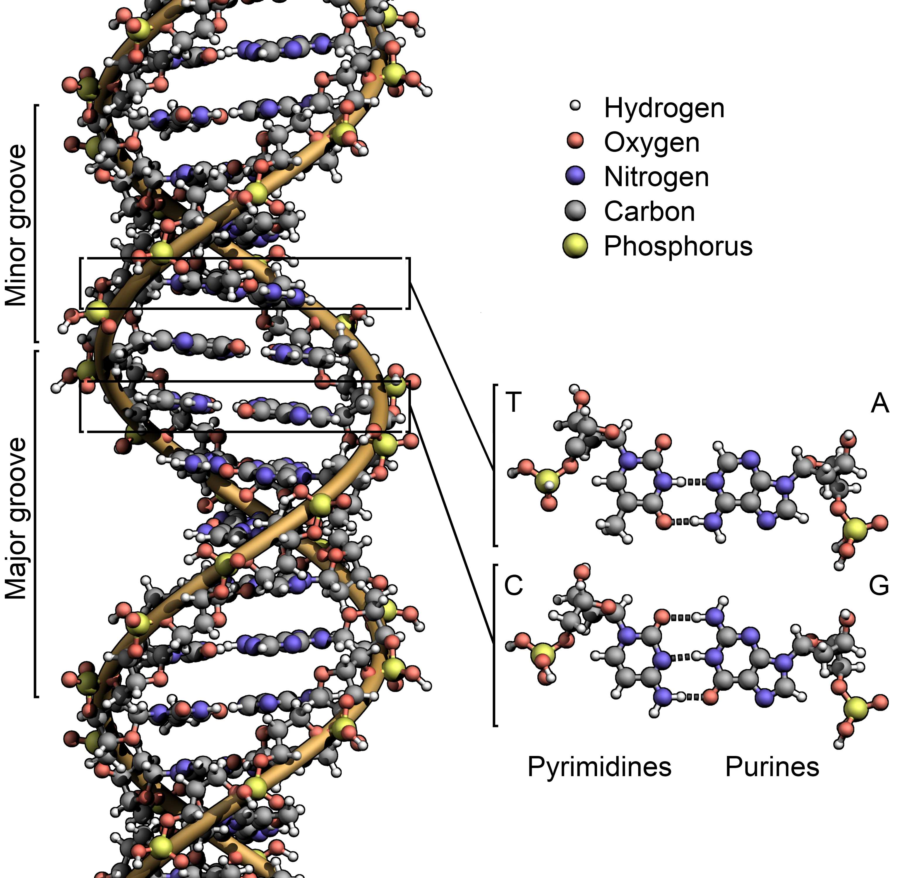 <p>• Store of genetic information.</p><p>• Double helix has complementary polynucleotide chains, forming minor and major grooves</p><p>• ‘DNA makes RNA makes protein’</p><p>• Cellular DNA is supercoiled in vivo</p><p>• DNA damage is detected and repaired.</p>