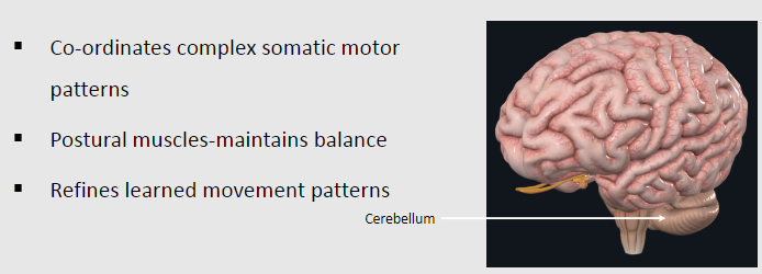 <p>Coordinates complex somatic motor patterns</p><p>Maintains balance via postural muscles</p><p>Refines learned movement patterns</p>