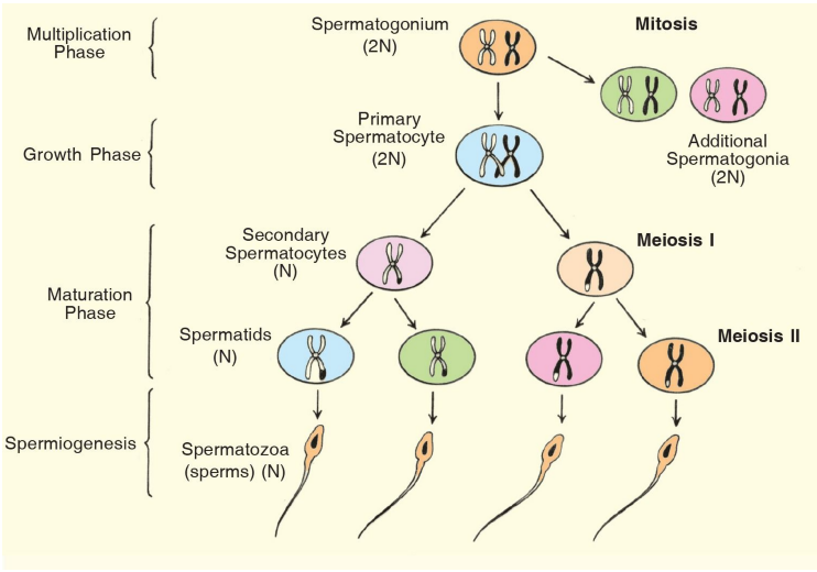 <p>What happens when primary spermatocytes enter the adluminal compartment? (2)</p>