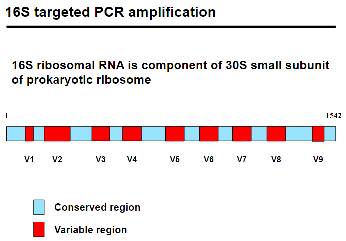 <p>What is 16S targeted PCR amplification and its workflow? (6)</p>