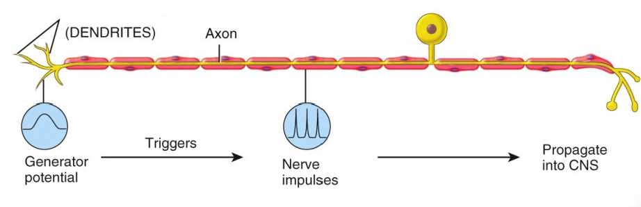 <p>What type of nerve ending is this and what does it detect?</p>