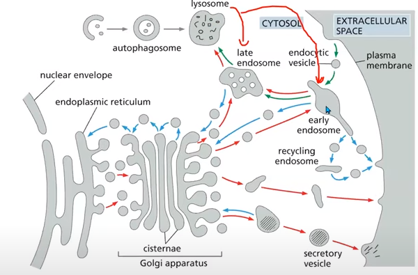 <p>Complex network of membranes and vesicles with a major branch point and where proteins are sorted into different vesicles</p>