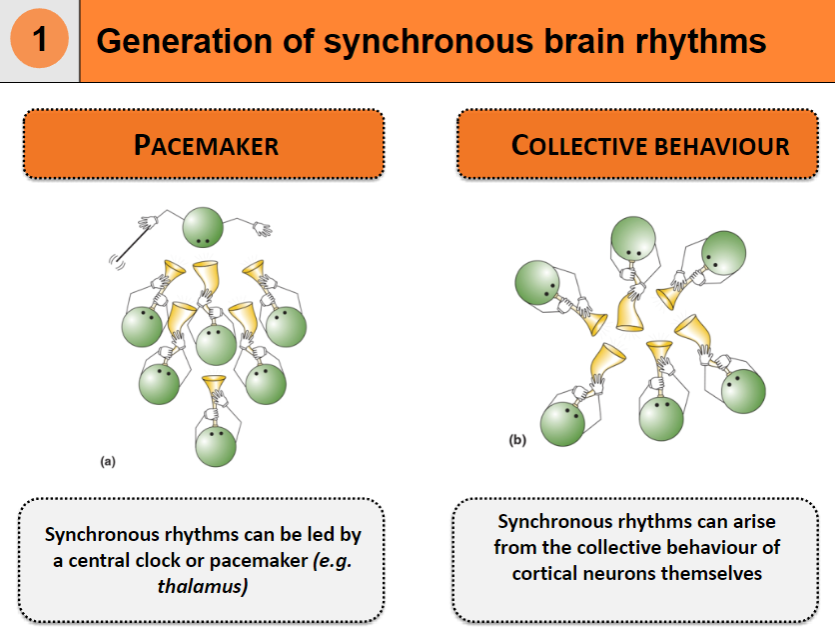 <p>Synchronous rhythms can be led by a central clock or pacemaker, such as the thalamus.</p>