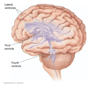 <p><strong>Lateral ventricles</strong>: Paired cavities within the cerebral hemispheres.</p><p><strong>Third ventricle</strong>: A midline cavity located between the left and right thalamus.</p><p><strong>Fourth ventricle</strong>: Located between the brainstem and cerebellum, connected to the third ventricle.</p>