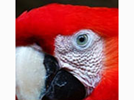 <p>macaw</p>