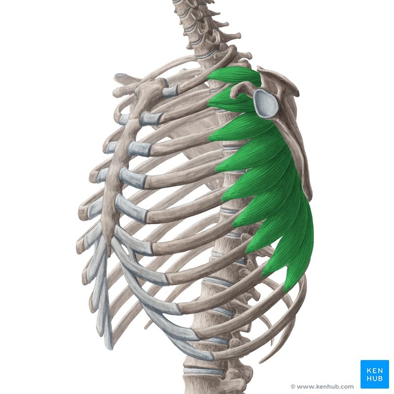<p>8fMP</p><p>First 8-9 ribs</p><p>Medial border of the scapula</p><p>Pulls shoulder foward; abducts and rotates it foward</p><p></p><p>Scapula</p>