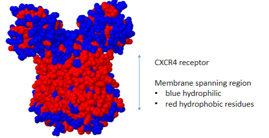 <p>• <span class="tt-bg-red">Membrane spanning</span> regions have <span class="tt-bg-red">externally located hydrophobic residues</span> that interact with the membrane lipids.</p><p>• They may have <span class="tt-bg-blue">hydrophilic central channels.</span></p>