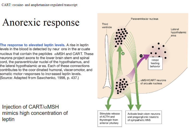 <p><strong>Injection of CART (cocaine- and amphetamine-regulated transcript) or αMSH (alpha-melanocyte-stimulating hormone)</strong> induces an anorexic response, <strong>reducing food intake</strong>.</p><p>These substances <strong>mimic high leptin concentrations</strong> by signaling the brain to reduce hunger and increase satiety.</p><p>Both CART and αMSH activate pathways similar to leptin, leading to a decrease in appetite and food consumption.</p>