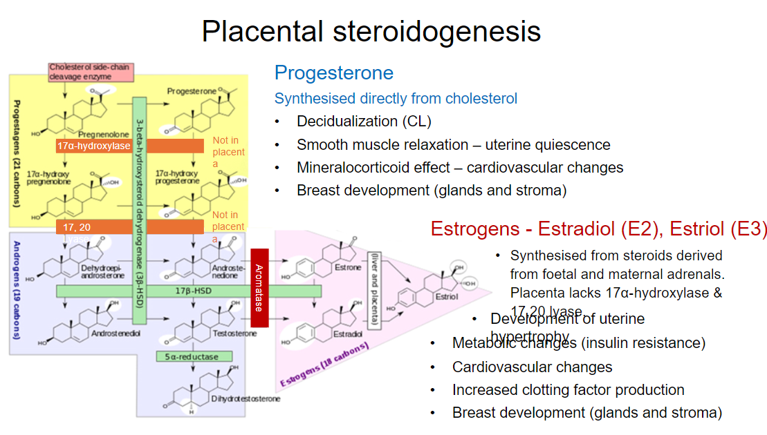 <p>Placental steroidogenesis is the synthesis of steroids derived from fetal and maternal adrenals.</p><p>The placenta lacks 17α-hydroxylase and 17,20 lyase enzymes.</p><p><strong>Progesterone:</strong></p><p>Synthesized directly from cholesterol.</p><p>Responsible for decidualization, smooth muscle relaxation, mineralocorticoid effects, and breast development.</p><p><strong>Estrogens (Estradiol and Estriol):</strong></p><p>Contribute to uterine hypertrophy, metabolic changes, cardiovascular effects, increased clotting factor production, and breast development.</p>