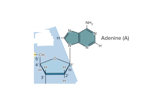 <p>Adenosine</p>