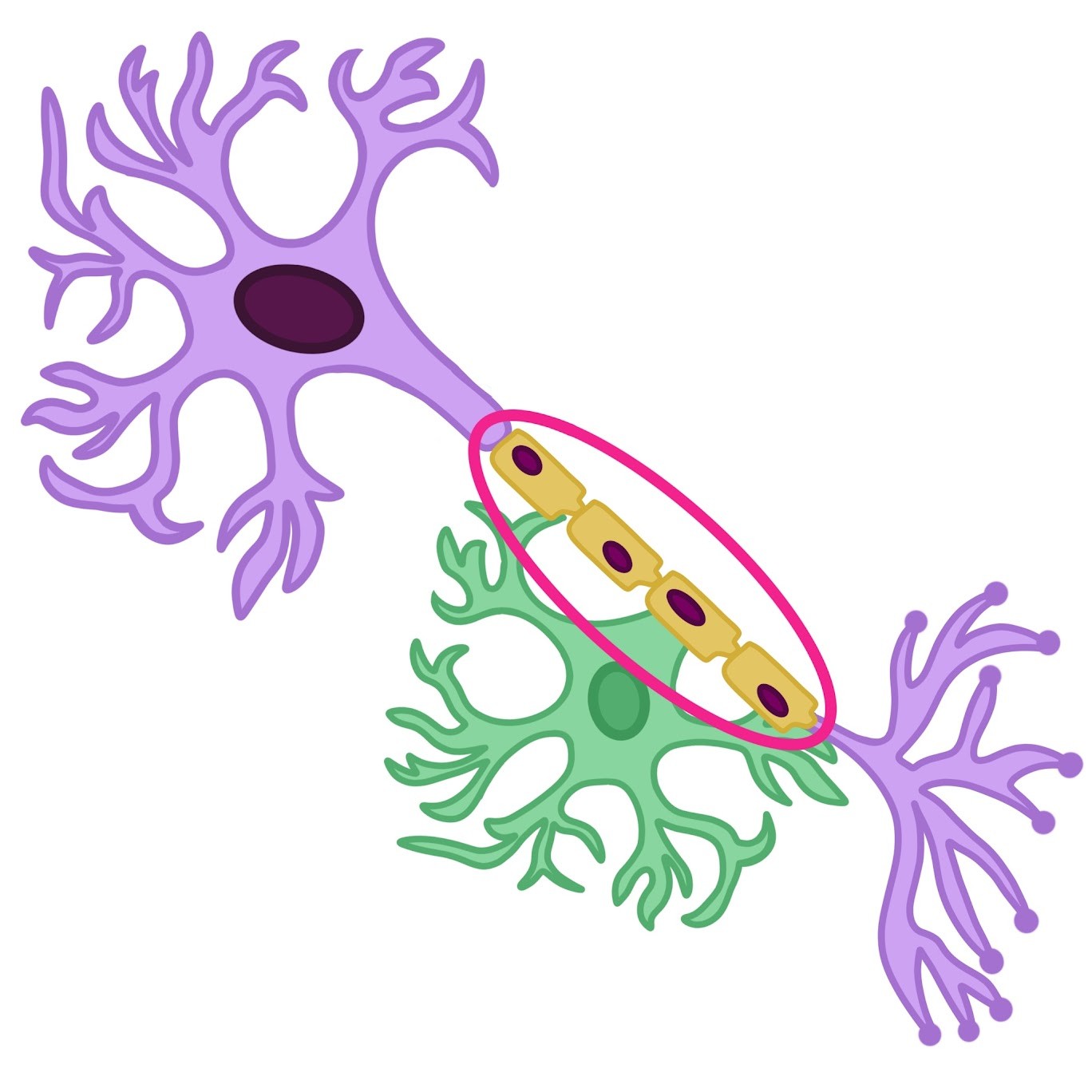 <p><span class="tt-bg-green">Facilitate rapid transfer</span> of electrical signal down the axon</p>