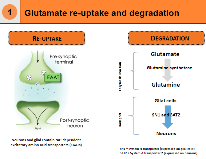 <p><strong>Re-uptake</strong>:</p><p>Neurons and glial cells contain Na+ dependent excitatory amino acid transporters (EAATs) to re-uptake glutamate.</p><p>Glutamate is converted back into glutamine by the enzyme glutamine synthetase.</p><p><strong>Degradation</strong>:</p><p><strong>Neurons</strong>: Glutamate is transported by System N transporter (SN1) and System A transporter 2 (SAT2).</p><p><strong>Glial Cells</strong>: Enzymatic reactions help in the degradation of glutamate, converting it into glutamine.</p><p>SN1 is expressed on glial cells, while SAT2 is expressed on neurons.</p>