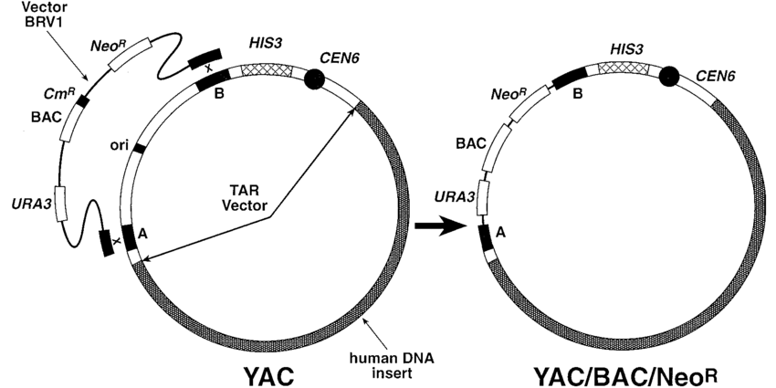 <p><strong>YACs</strong>: Used for introducing large segments of DNA.</p>