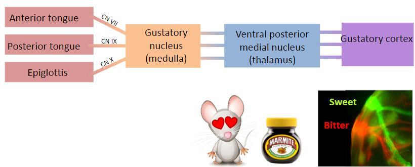 <p>The main flow of taste information is from taste cells to gustatory axons.</p><p>Gustatory axons travel to the gustatory nucleus in the medulla.</p><p>From the gustatory nucleus, the information travels to the ventral posterior medial nucleus in the thalamus.</p><p>Finally, the information reaches the gustatory cortex.</p>