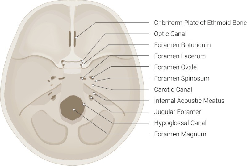 <p>A <strong>foramen</strong> (pl. foramina) is an opening that allows the passage of structures from one region to another.</p><p>In the skull base, there are numerous foramina that transmit cranial nerves, blood vessels and other structures – these are collectively referred to as the&nbsp;<strong>cranial foramina</strong>.</p><p></p><p>https://www.purposegames.com/game/foramen-of-the-skull-quiz</p>