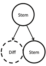 <p>-When a stem cell produces one differentiated cell and one stem cell</p><p>-A fate regulator (e.g. polarity protein) distributes unequally in the daughter cells</p>