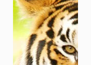 <p>tiger</p>