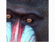 <p>mandrill</p>