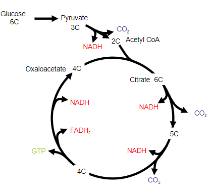 <p>1)Takes place in the mitochondrial matrix</p><p>2)In the presence of oxygen, pyruvate is converted to acetyl CoA (2C) and enters the citric acid cycle</p><p>3)Acetyl CoA reacts with Oxaloacetic acid (4C) to form citrate (6C)</p><p>4)Citrate undergoes a series of reactions resulting in the loss of 2 CO2 molecules</p><p>5)Three molecules of NADH and one FADH2 are formed per cycle</p><p>6)One GTP molecule is formed</p><p>7)ATP is not produced in the citric acid cycle</p>