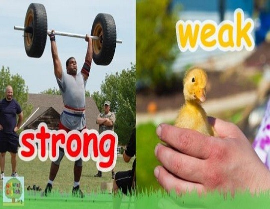 <p>strong and weak</p>