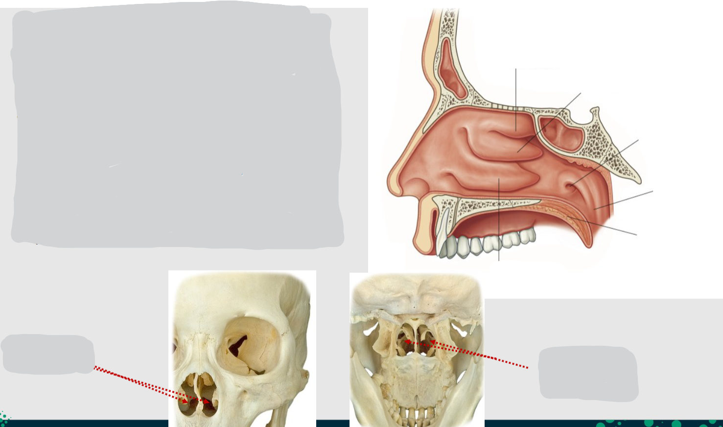 <p>Name these parts of the nasal cavity:</p>