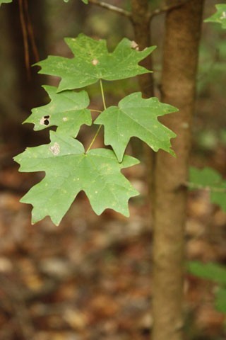 <p>Florida Maple</p>