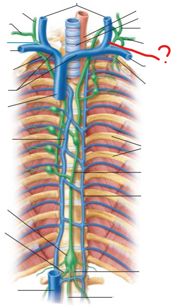 <p><em>state the name and flow of lymph</em></p>