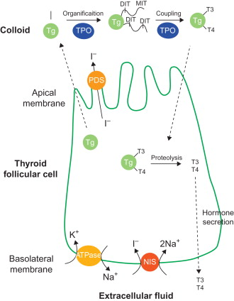 <p><strong>✿Thyroglobulin synthesis:</strong> Tyrosine is converted into glycoprotein thyroglobulin.</p><p><strong>✿Iodine Trapping:</strong> Active uptake of I- across basolateral membrane by Na/I symporter (NIS), stimulated by TSH.</p><p><strong>✿Iodide Oxidation:</strong> Iodide is oxidized to iodine and covalently bound to tyrosine residues within thyroglobulin, requiring thyroid peroxidase (TPO) and peroxide (H2O2).</p><p><strong>✿Iodination of thyroglobulin:</strong> Tyrosine residues may be iodinated to form mono-iodotyrosine (MIT) or di-iodotyrosine (DIT).</p><p><strong>✿Coupling of iodotyrosine residues:</strong> By TPO produces T4 (DIT-DIT) and a smaller amount of T3 (MIT-DIT).</p>