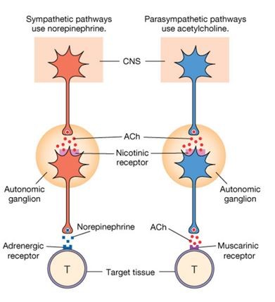 <p><strong>Sympathetic- </strong>preganglion release ACH and post&nbsp; release <strong>norepinephrine</strong></p><p></p><p><strong>Parasympathetic-</strong> preganglion release Ach- Post release <strong>ACH/norepinephrine</strong></p>