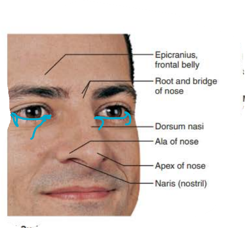 <p>external nose</p>